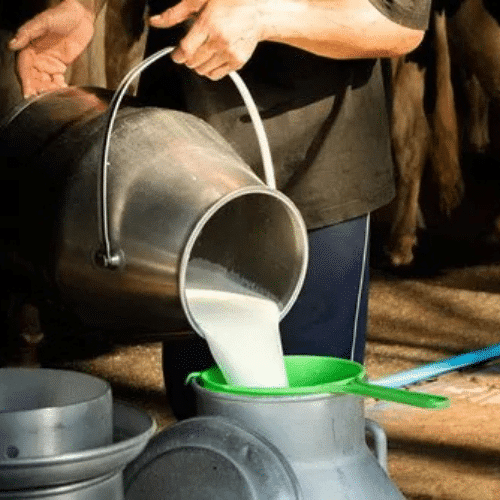 Milk being poured into a container at Hillside Dairies farm.