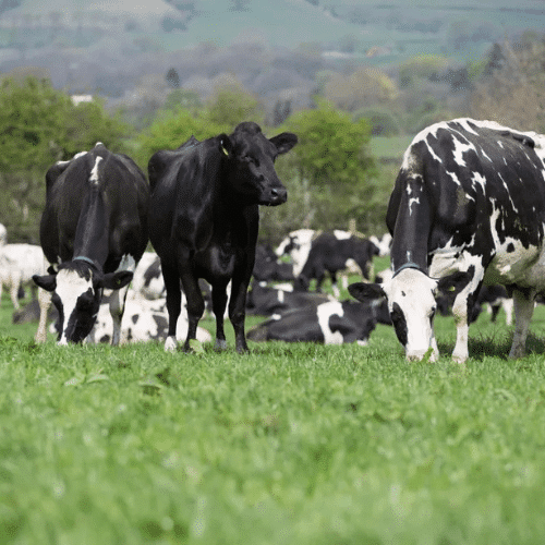 Grass-fed cows grazing in a lush green field at Hillside Dairies.