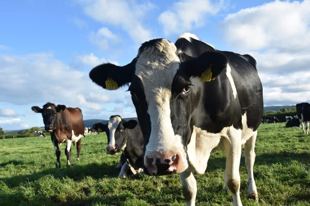 Grass-fed cow in a lush green field under a blue sky.