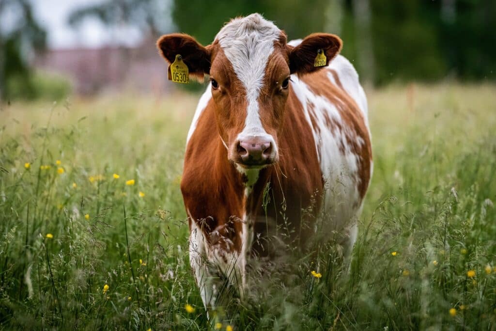 Grass-fed cow in a green field at Hillside Dairies.